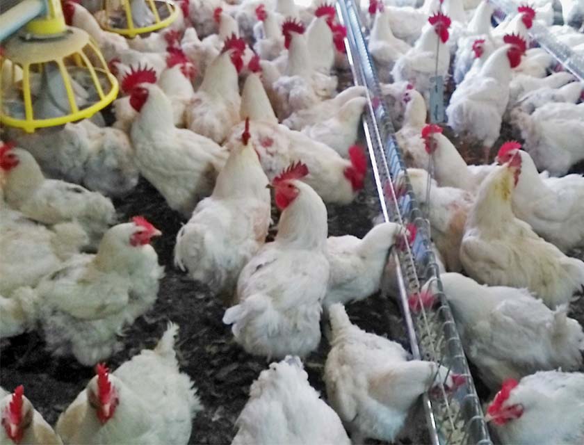 مشروع مزرعة لأمّهات الدجاج ١